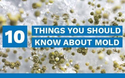 10 Things You Should Know About Mold