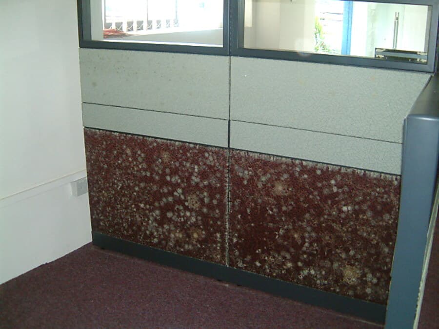 Removing fungus from office walls