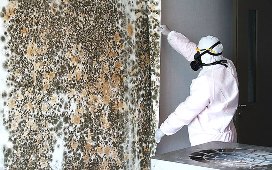 Comprehensive mould cleanup