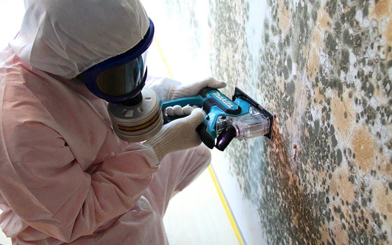 Commercial mould & fungus remediation project