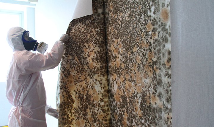 Mold Remediation Service by Disaster Restoration Singapore