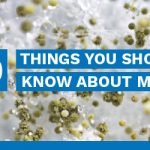 10 Things You Should Know About Mold
