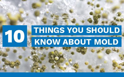 10 Things You Should Know About Mold