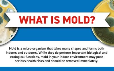 What is Mold?